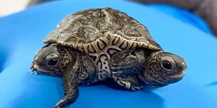 ABD’de 2 başlı 6 ayaklı kaplumbağa