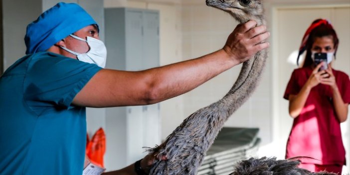 Diyarbakır'da deve kuşunun çekilen endoskopisinde ortaya çıktı. Veteriner deve kuşunun midesinde gördü hemen ameliyata aldı