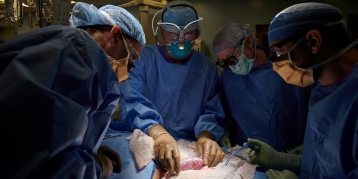 Tıp tarihinde bir ilk! Bir insana domuz böbreği nakledildi