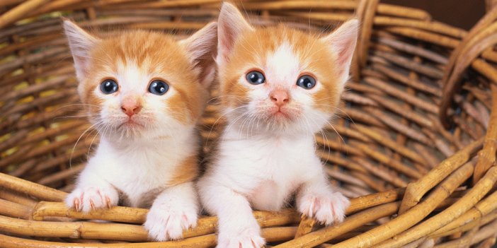 Kediler için korona virüs aşısı geliştirildi