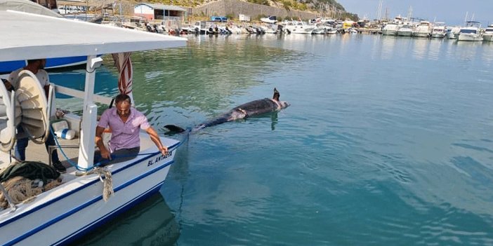 Antalya kıyılarında ilk kez görüldü. 5 metre boyunda kıyıya vurdu