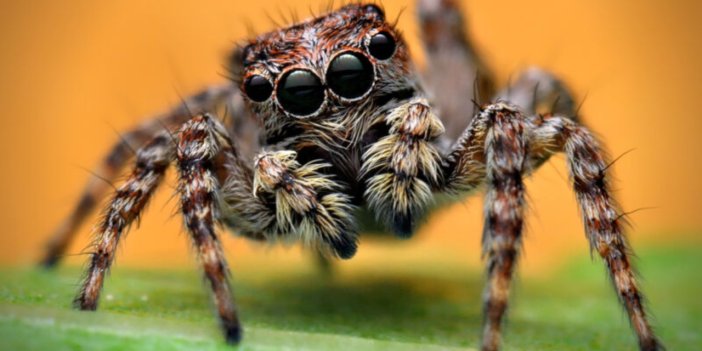 Örümceklerin 'İnsani' özellikleri olduğu ortaya çıktı