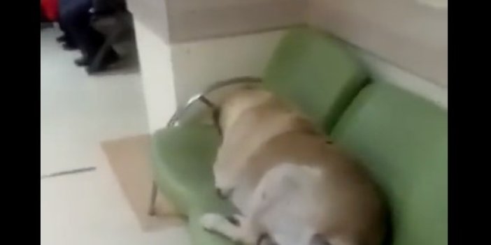 Devlet Hastanesi içindeki başıboş köpekler isyan ettirdi