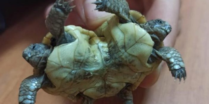 Pamukkale'de bulunan çift başlı kaplumbağa şaşkınlık yarattı