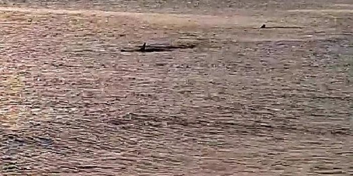 Muğla'da kıyıya 3 metre mesafede köpek balıkları görüldü