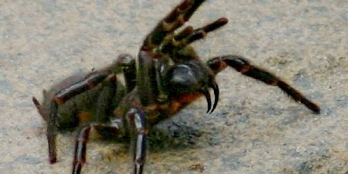 Mega örümcek bulundu ısırığı insan tırnağını deliyor