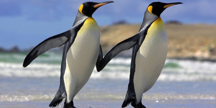 Akaryakıt sızıntısı penguenlerin hayatlarını tehdit ediyor