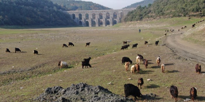 Alibeyköy Barajı'nda bir zamanlar balıkların beslendiği yerde şimdi keçiler otluyor