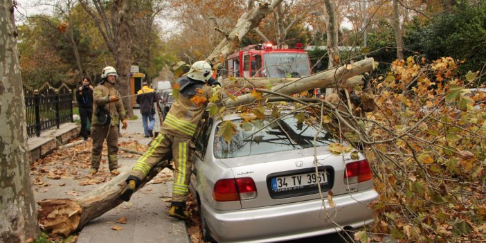 İstanbul’daki lodos ağaçları da vurdu