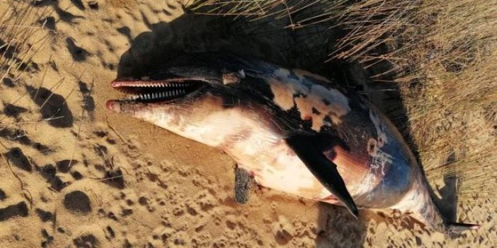 Balıkesir'de tüfekle vurulmuş bir yunus bulundu