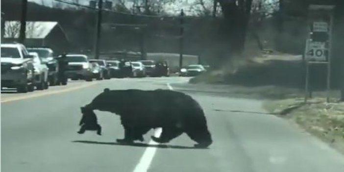 Anne ayı yavrularını karşı caddeye geçirirken sürücüler bakın ne yaptı