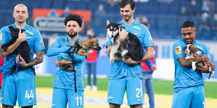 Rus takımı Zenit'ten alkış alan hareket! Sahipsiz köpeklerle sahaya çıktılar herkes takdir etti