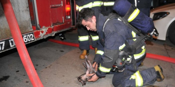 Yangında yaralanan kedi kalp masajıyla hayata döndürüldü