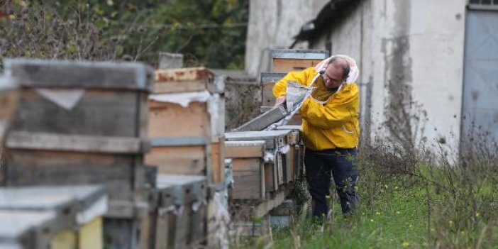 Arılar bir bir ölüyor. Bal üretimi 106 tondan 60 tona düştü