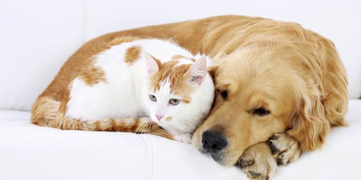Kedi ve köpek severlere hayati uyarı