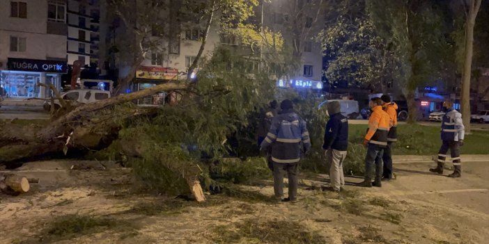 İzmir'de şiddetli rüzgar: Çok sayıda ağaç devrildi