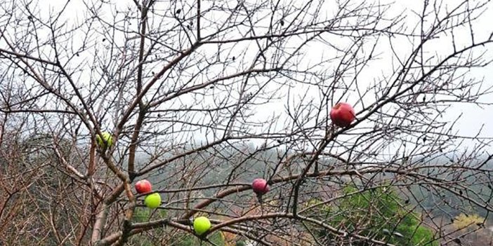 Her kış üşenmeden bunu yapıyor. Kuruyan ağaçlardaki elmaların sırrı ortaya çıktı