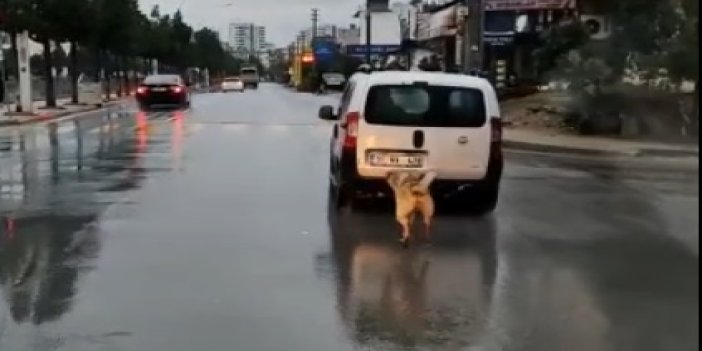 Vicdansız sürücü köpeği aracın arkasına bağlayıp kilometrelerce koşturdu