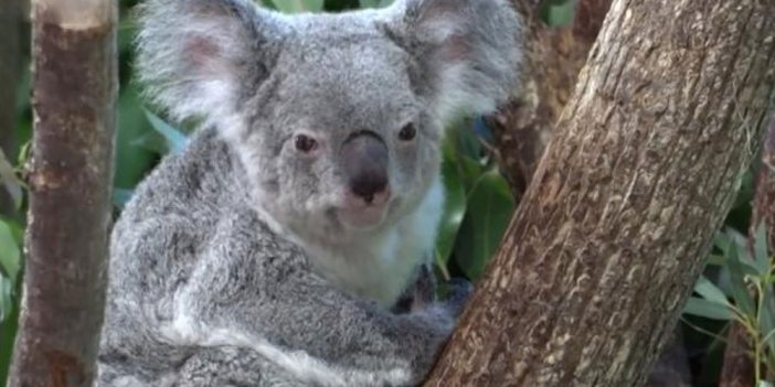Toplu koala ölümlerine hayvan zulmü suçlaması