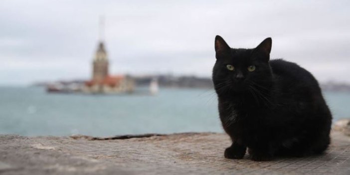 Sokak hayvanlarını unutmayın: 2 kedi donarak öldü
