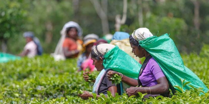Sri Lanka, petrol borcunu çayla ödeyecek