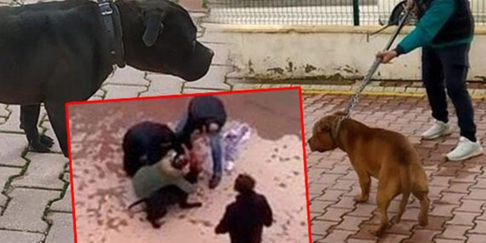 Gaziantep'teki pitbull saldırısıyla ilgili 2 kişi daha tutuklandı