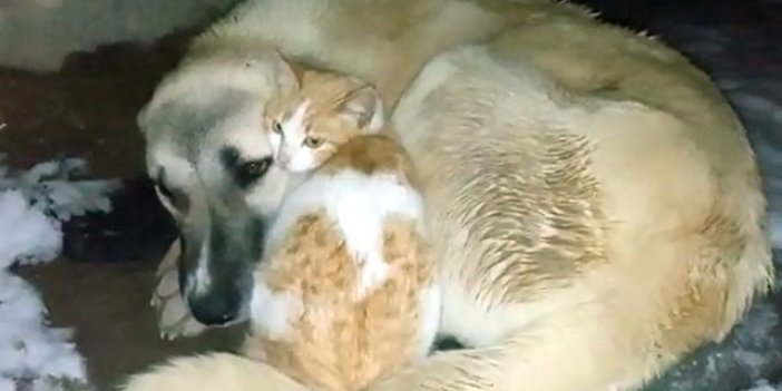 Kedi ile köpeğin soğuk hava dostluğu yürekleri ısıttı