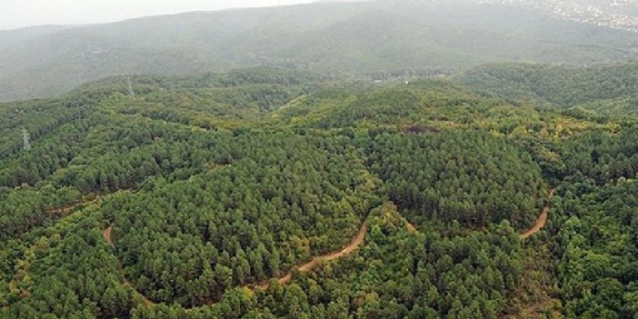 Erdoğan'ın imzasıyla iki ilde daha ormanlar orman sınırları dışına çıkarıldı