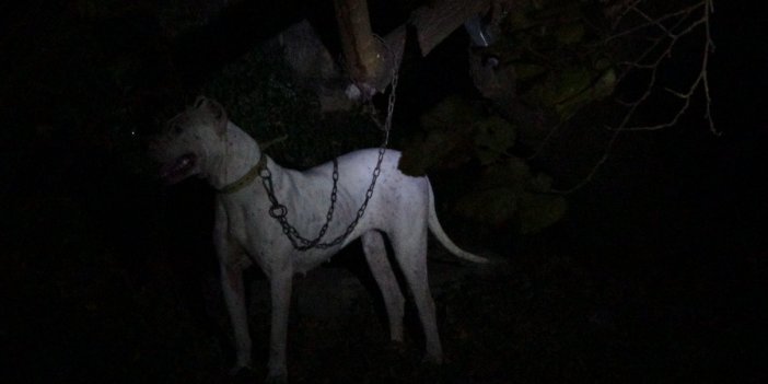 Dogo Argentino cinsi köpeği ağaca bağlayıp kaçtılar