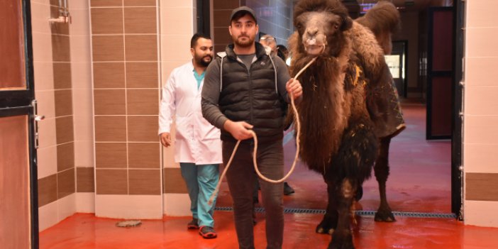 Burdur'da deveye katarakt ameliyatı yapıldı