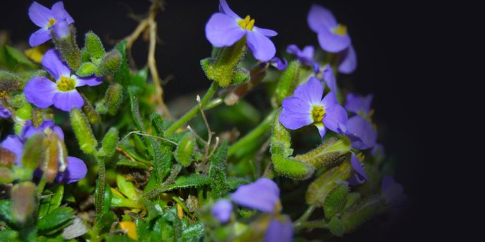 Yedigöller Milli Parkı'nda yeni bitki türü keşfedildi