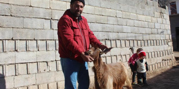 10 yaşındaki keçinin boynuzu kulağı geçti
