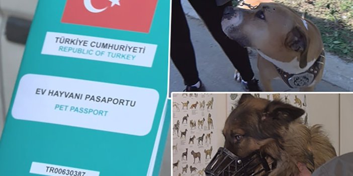 İstanbul'da 9 bin hayvan kayıt altına alındı