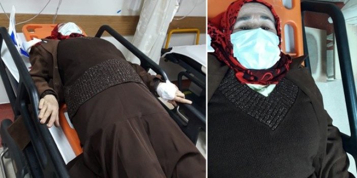 Aydın'da sokak köpekleri yaşlı kadını hastanelik etti
