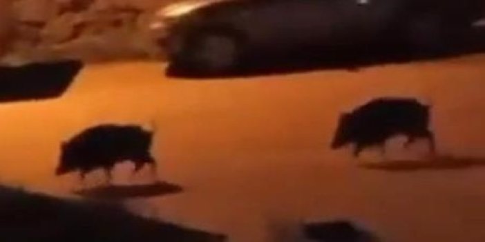 Bursa'da domuz sürüsü şehre indi 