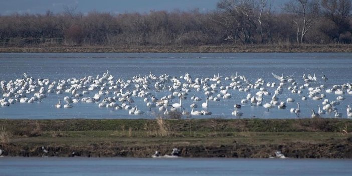 Meriç Deltası 40 bin su kuşuna ev sahibi oluyor
