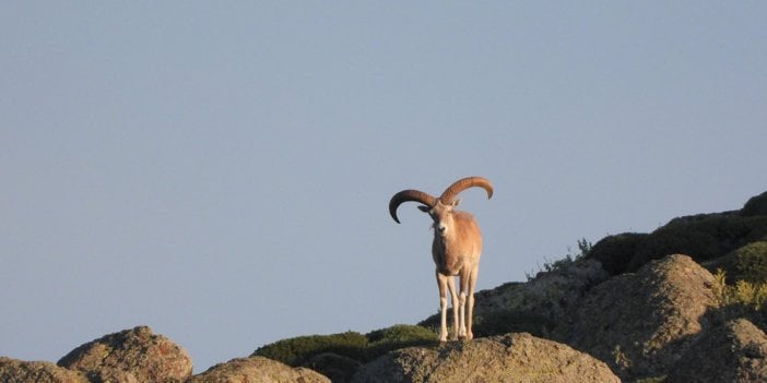 Yaban koyunu ve yaban keçisi av ihalesi iptal edildi