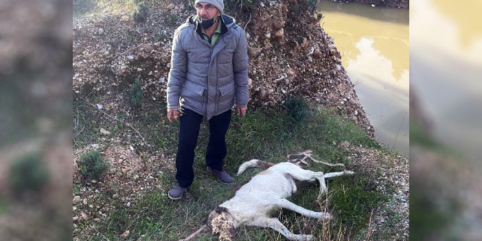 Muğla'da bir çoban köpeği işkence ile öldürüldü