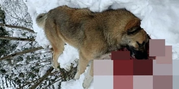 Köpeğini öldüren 3 çoban köpeğini silahla vurdu