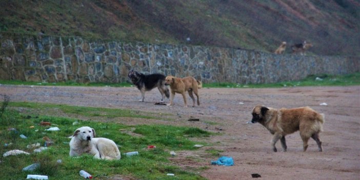 İstanbul’da toplayıp Gebze’ye bırakıyorlar. Sokak köpeği sorununa çare bulundu