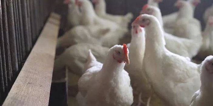 Güney Kore'de kuş gribi alarmı. Yarım milyon tavuk itlaf edilecek