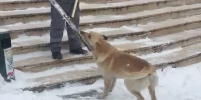Temizlik işçisiyle sokak köpeğinin oyunu yürekleri ısıttı. O anlar saniye saniye kaydedildi