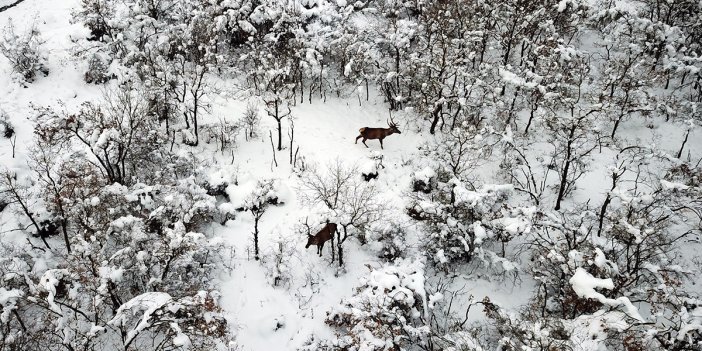 Özel yemlerle beslenen kızıl geyikler, dronla görüntülendi