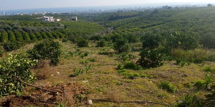 Mersin Orman İşletme Müdürlüğü temizlik malzemesi satın alacak