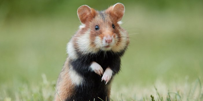 Hamsterlar insanlara Kovid-19 bulaştırabilir
