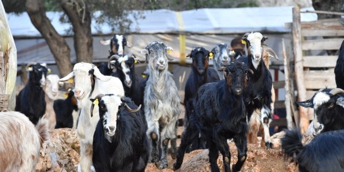 Konyaaltı Belediyesi’nden hayvan üreticisine aşı, tohum ve gübre desteği