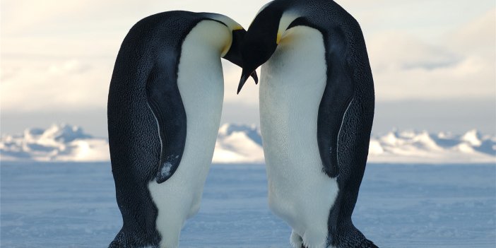 Hayvanlar dünyasında bir ilk! Eşcinsel penguen çift yavru sahibi oldu