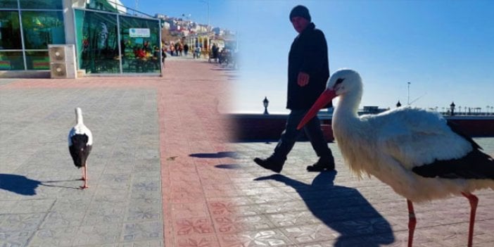 Tekirdağ'a yerleşen leylek uçmayı unuttu! Her yere yürüyerek gidiyor, görenler şaşırıyor