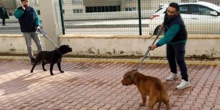 Küçük Asiye'ye saldıran köpekler iddianamede "silah" sayıldı
