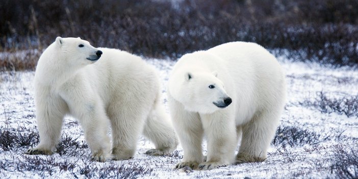 Rus meteoroloji istasyonu, kutup ayılarının yuvası oldu